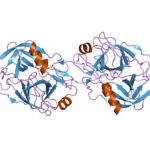 Protease Inhibitors in Cancer Prevention
